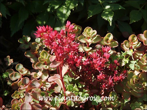 Voodoo has dark red flowers and foliage that goes from deep colored bronze/red to partial color as in this plant.